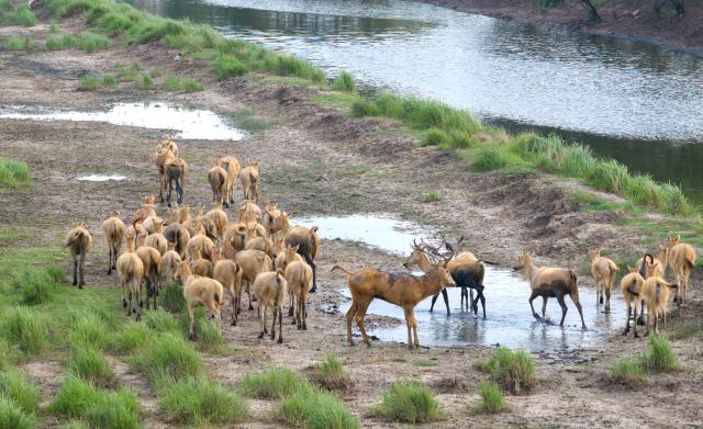 (260727) -- NANJING, July 27, 2026 (Xinhua) -- A drone photo taken on July 27, 2026 shows milu deer in the Dafeng Milu National Nature Reserve in east China's Jiangsu Province. The population of milu deer, commonly known as Pere David's deer, has exceeded 8,800 in the Dafeng Milu National Nature Reserve which is dedicated to over 40 years of protection of this endangered species. (Photo by Yang Suping/Xinhua)
