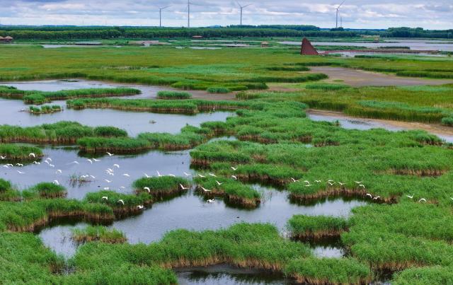 (260728) -- BEIJING, July 28, 2026 (Xinhua) -- A drone photo taken on July 26, 2026 shows a view of the Fujin National Wetland Park in Fujin City, northeast China's Heilongjiang Province. Thanks to years of ecological restoration, the Fujin National Wetland Park now features a thriving ecosystem and breathtaking natural beauty. (Photo by Qu Yubao/Xinhua)