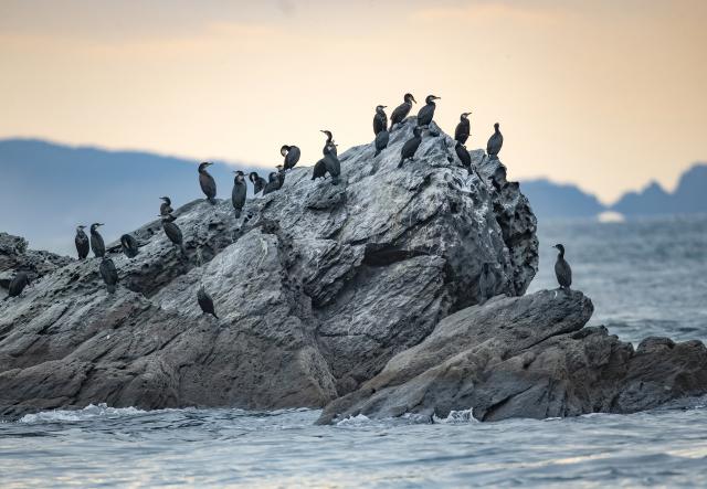 (260728) -- DALIAN, July 28, 2026 (Xinhua) -- This photo taken in December 2019 shows cormorants on the Changshan Archipelago in Dalian, northeast China's Liaoning Province.
  On Monday, the 48th session of the UNESCO World Heritage Committee in Busan, the Republic of Korea, approved the boundary modification of the Migratory Bird Sanctuaries along the Coast of Yellow Sea-Bohai Gulf of China, officially incorporating the Changshan Archipelago into the World Heritage list.
  This marks another expansion of the World Natural Heritage site following its previous expansion in 2024, further improving the integrity of the migratory bird sanctuaries series, according to the National Forestry and Grassland Administration.
  The Changshan Archipelago in Dalian, northeast China's Liaoning Province, sits on the only sea route of the East Asian-Australasian Flyway, and it serves as a critical energy supply stop for tens of millions of migratory birds during their cross-Bohai Sea migration.
  The newly added heritage section covers more than 4,900 hectares. The region is rich in biological resources, with over 140 recorded bird species. (Photo by Zhang Zhongmin/Xinhua)