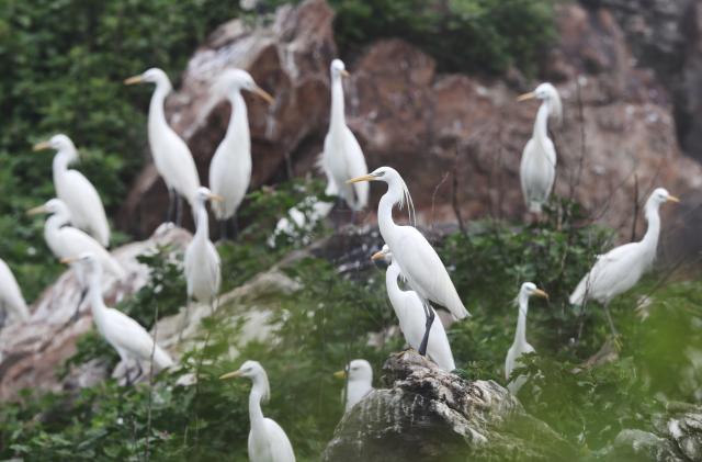 (260728) -- DALIAN, July 28, 2026 (Xinhua) -- This photo taken in June 2021 shows Chinese egrets on the Changshan Archipelago in Dalian, northeast China's Liaoning Province.
  On Monday, the 48th session of the UNESCO World Heritage Committee in Busan, the Republic of Korea, approved the boundary modification of the Migratory Bird Sanctuaries along the Coast of Yellow Sea-Bohai Gulf of China, officially incorporating the Changshan Archipelago into the World Heritage list.
  This marks another expansion of the World Natural Heritage site following its previous expansion in 2024, further improving the integrity of the migratory bird sanctuaries series, according to the National Forestry and Grassland Administration.
  The Changshan Archipelago in Dalian, northeast China's Liaoning Province, sits on the only sea route of the East Asian-Australasian Flyway, and it serves as a critical energy supply stop for tens of millions of migratory birds during their cross-Bohai Sea migration.
  The newly added heritage section covers more than 4,900 hectares. The region is rich in biological resources, with over 140 recorded bird species. (Photo by Wang Xiaoping/Xinhua)