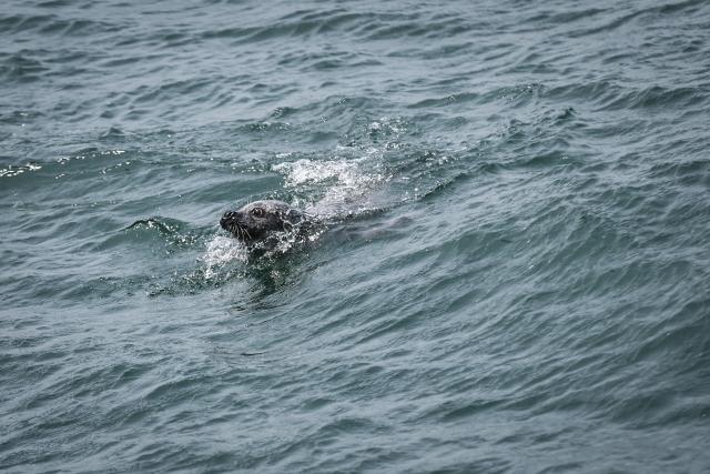 (260728) -- DALIAN, July 28, 2026 (Xinhua) -- This photo taken in June 2025 shows a released spotted seal at the Changshan Archipelago in Dalian, northeast China's Liaoning Province.
  On Monday, the 48th session of the UNESCO World Heritage Committee in Busan, the Republic of Korea, approved the boundary modification of the Migratory Bird Sanctuaries along the Coast of Yellow Sea-Bohai Gulf of China, officially incorporating the Changshan Archipelago into the World Heritage list.
  This marks another expansion of the World Natural Heritage site following its previous expansion in 2024, further improving the integrity of the migratory bird sanctuaries series, according to the National Forestry and Grassland Administration.
  The Changshan Archipelago in Dalian, northeast China's Liaoning Province, sits on the only sea route of the East Asian-Australasian Flyway, and it serves as a critical energy supply stop for tens of millions of migratory birds during their cross-Bohai Sea migration.
  The newly added heritage section covers more than 4,900 hectares. The region is rich in biological resources, with over 140 recorded bird species. (Xinhua/Pan Yulong)