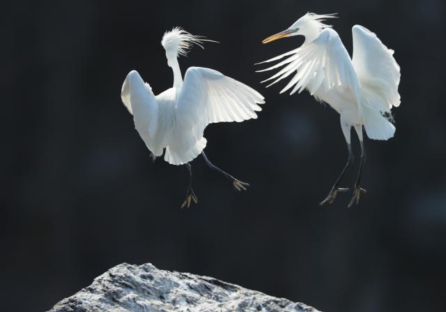 (260728) -- DALIAN, July 28, 2026 (Xinhua) -- This photo taken in June 2019 shows Chinese egrets on the Changshan Archipelago in Dalian, northeast China's Liaoning Province.
  On Monday, the 48th session of the UNESCO World Heritage Committee in Busan, the Republic of Korea, approved the boundary modification of the Migratory Bird Sanctuaries along the Coast of Yellow Sea-Bohai Gulf of China, officially incorporating the Changshan Archipelago into the World Heritage list.
  This marks another expansion of the World Natural Heritage site following its previous expansion in 2024, further improving the integrity of the migratory bird sanctuaries series, according to the National Forestry and Grassland Administration.
  The Changshan Archipelago in Dalian, northeast China's Liaoning Province, sits on the only sea route of the East Asian-Australasian Flyway, and it serves as a critical energy supply stop for tens of millions of migratory birds during their cross-Bohai Sea migration.
  The newly added heritage section covers more than 4,900 hectares. The region is rich in biological resources, with over 140 recorded bird species. (Photo by Wang Xiaoping/Xinhua)