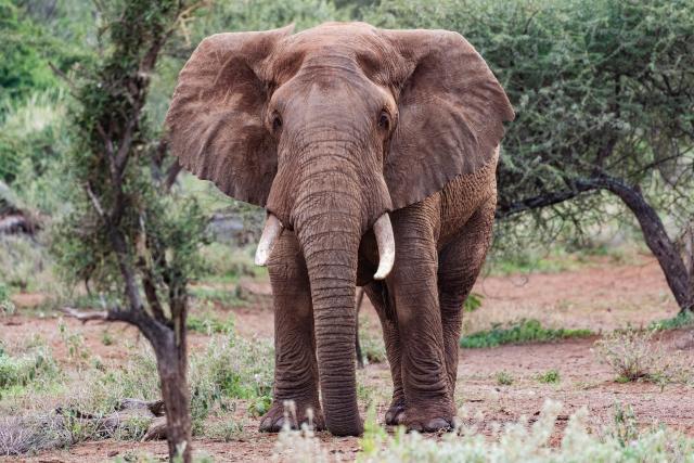(260728) -- KAJIADO, July 28, 2026 (Xinhua) -- This photo taken on Jan. 8, 2026 shows an African elephant at southern Amboseli in Kajiado County, Kenya. TO GO WITH "Feature: All-female rangers boost wildlife conservation efforts in Kenya's Amboseli" (Xinhua/Xie Jianfei)