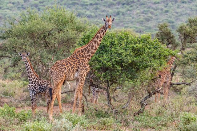 (260728) -- KAJIADO, July 28, 2026 (Xinhua) -- This photo taken on Jan. 8, 2026 shows giraffes at southern Amboseli in Kajiado County, Kenya. TO GO WITH "Feature: All-female rangers boost wildlife conservation efforts in Kenya's Amboseli" (Xinhua/Xie Jianfei)
