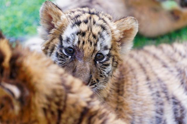 (260730) -- BEIJING, July 30, 2026 (Xinhua) -- A tiger cub is seen at the Siberian Tiger Park in Harbin, northeast China's Heilongjiang Province, July 29, 2026.
  A series of events, which marks the International Tiger Day, was held here on Wednesday. (Xinhua/Zhang Tao)