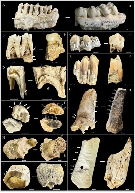 (260730) -- NANNING, July 30, 2026 (Xinhua) -- This undated combo photo shows the comparison between experimental samples (with uppercase letters) and fossil specimens unearthed from caves (with lowercase letters). TO GO WITH "Across China: Porcupine behavior key to fossil formation in Asian karst caves" (Xinhua)