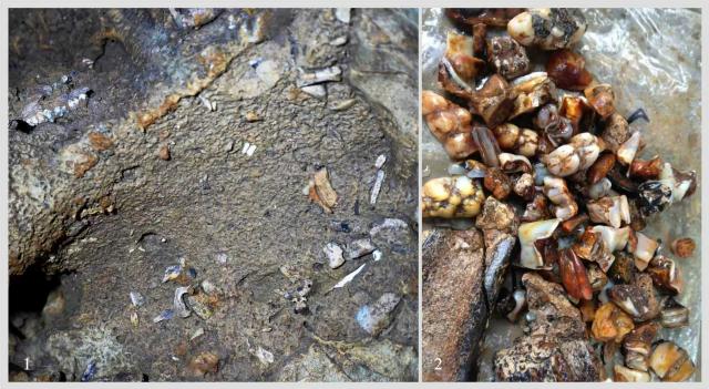 (260730) -- NANNING, July 30, 2026 (Xinhua) -- This undated combo photo shows mammal fossils unearthed from a cave in south China's Guangxi Zhuang Autonomous Region. TO GO WITH "Across China: Porcupine behavior key to fossil formation in Asian karst caves" (Xinhua)