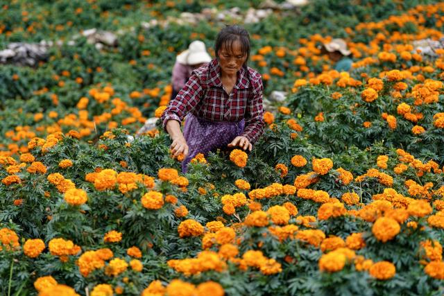 (260730) -- WENSHAN, July 30, 2026 (Xinhua) -- A villager picks marigold flowers in Xichou County of Wenshan City, southwest China's Yunnan Province, July 29, 2026. The planting area of marigold flowers here has stabilized at over 1,600 mu (about 106.7 hectares). This industry has effectively revitalized idle land while steadily boosting local income. (Xinhua/Chen Xinbo)