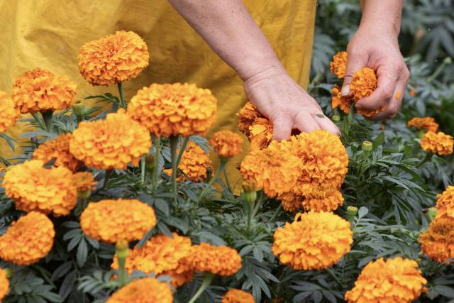 (260730) -- WENSHAN, July 30, 2026 (Xinhua) -- A villager picks marigold flowers in Xichou County of Wenshan City, southwest China's Yunnan Province, July 29, 2026. The planting area of marigold flowers here has stabilized at over 1,600 mu (about 106.7 hectares). This industry has effectively revitalized idle land while steadily boosting local income. (Xinhua/Xu Jinquan)