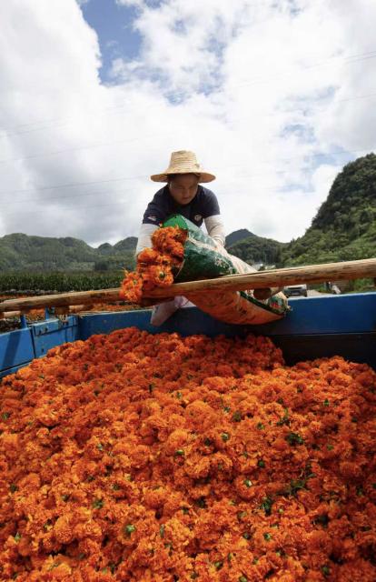 (260730) -- WENSHAN, July 30, 2026 (Xinhua) -- A villager loads marigold flowers into a truck in Xichou County of Wenshan City, southwest China's Yunnan Province, July 29, 2026. The planting area of marigold flowers here has stabilized at over 1,600 mu (about 106.7 hectares). This industry has effectively revitalized idle land while steadily boosting local income. (Xinhua/Xu Jinquan)