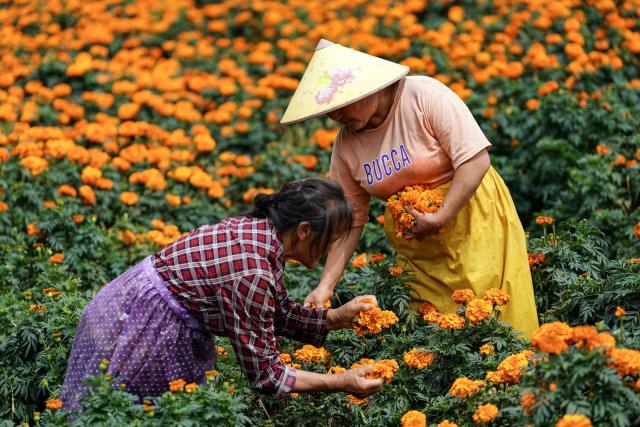 (260730) -- WENSHAN, July 30, 2026 (Xinhua) -- Villagers pick marigold flowers in Xichou County of Wenshan City, southwest China's Yunnan Province, July 29, 2026. The planting area of marigold flowers here has stabilized at over 1,600 mu (about 106.7 hectares). This industry has effectively revitalized idle land while steadily boosting local income. (Xinhua/Chen Xinbo)