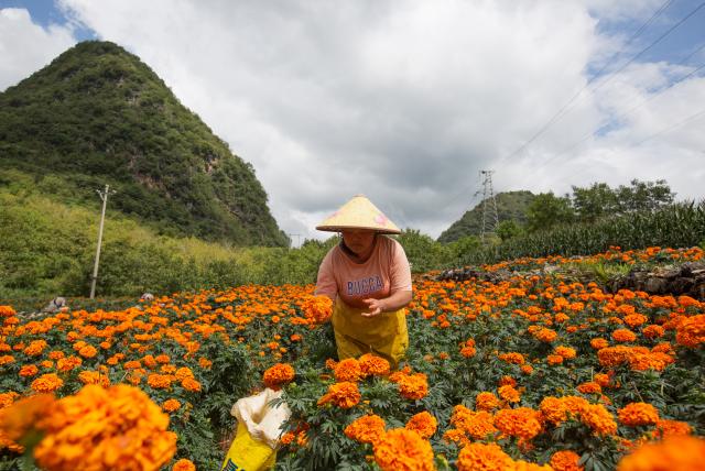 (260730) -- WENSHAN, July 30, 2026 (Xinhua) -- A villager picks marigold flowers in Xichou County of Wenshan City, southwest China's Yunnan Province, July 29, 2026. The planting area of marigold flowers here has stabilized at over 1,600 mu (about 106.7 hectares). This industry has effectively revitalized idle land while steadily boosting local income. (Xinhua/Xu Jinquan)