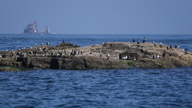 (260730) -- DALIAN, July 30, 2026 (Xinhua) -- Seabirds are pictured on the Changshan Archipelago in Dalian, northeast China's Liaoning Province, July 29, 2026. On Monday, the 48th session of the UNESCO World Heritage Committee in Busan, the Republic of Korea, approved the boundary modification of the Migratory Bird Sanctuaries along the Coast of Yellow Sea-Bohai Gulf of China, officially incorporating the Changshan Archipelago into the World Heritage list.
  This marks another expansion of the World Natural Heritage site following its previous expansion in 2024, further improving the integrity of the migratory bird sanctuaries series, according to the National Forestry and Grassland Administration.
  The Changshan Archipelago in Dalian, northeast China's Liaoning Province, sits on the only sea route of the East Asian-Australasian Flyway, and it serves as a critical energy supply stop for tens of millions of migratory birds during their cross-Bohai Sea migration.
  The newly added heritage section covers more than 4,900 hectares. The region is rich in biological resources, with over 140 recorded bird species. (Xinhua/Pan Yulong)