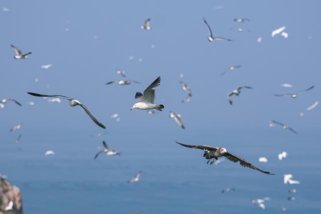 (260730) -- DALIAN, July 30, 2026 (Xinhua) -- Seagulls fly over the Changshan Archipelago in Dalian, northeast China's Liaoning Province, July 29, 2026. On Monday, the 48th session of the UNESCO World Heritage Committee in Busan, the Republic of Korea, approved the boundary modification of the Migratory Bird Sanctuaries along the Coast of Yellow Sea-Bohai Gulf of China, officially incorporating the Changshan Archipelago into the World Heritage list.
  This marks another expansion of the World Natural Heritage site following its previous expansion in 2024, further improving the integrity of the migratory bird sanctuaries series, according to the National Forestry and Grassland Administration.
  The Changshan Archipelago in Dalian, northeast China's Liaoning Province, sits on the only sea route of the East Asian-Australasian Flyway, and it serves as a critical energy supply stop for tens of millions of migratory birds during their cross-Bohai Sea migration.
  The newly added heritage section covers more than 4,900 hectares. The region is rich in biological resources, with over 140 recorded bird species. (Xinhua/Pan Yulong)