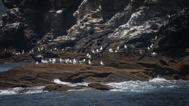 (260730) -- DALIAN, July 30, 2026 (Xinhua) -- Seagulls are pictured on the Changshan Archipelago in Dalian, northeast China's Liaoning Province, July 29, 2026. On Monday, the 48th session of the UNESCO World Heritage Committee in Busan, the Republic of Korea, approved the boundary modification of the Migratory Bird Sanctuaries along the Coast of Yellow Sea-Bohai Gulf of China, officially incorporating the Changshan Archipelago into the World Heritage list.
  This marks another expansion of the World Natural Heritage site following its previous expansion in 2024, further improving the integrity of the migratory bird sanctuaries series, according to the National Forestry and Grassland Administration.
  The Changshan Archipelago in Dalian, northeast China's Liaoning Province, sits on the only sea route of the East Asian-Australasian Flyway, and it serves as a critical energy supply stop for tens of millions of migratory birds during their cross-Bohai Sea migration.
  The newly added heritage section covers more than 4,900 hectares. The region is rich in biological resources, with over 140 recorded bird species. (Xinhua/Pan Yulong)