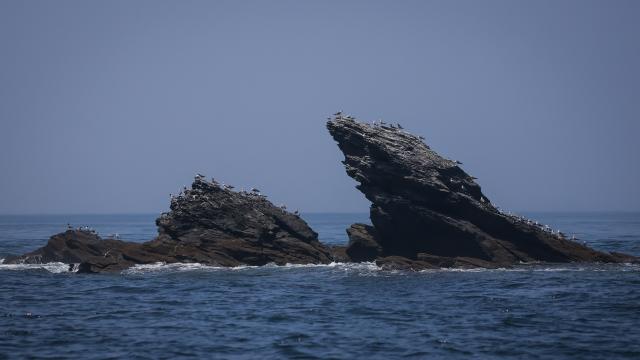 (260730) -- DALIAN, July 30, 2026 (Xinhua) -- Seabirds are pictured on the Changshan Archipelago in Dalian, northeast China's Liaoning Province, July 29, 2026. On Monday, the 48th session of the UNESCO World Heritage Committee in Busan, the Republic of Korea, approved the boundary modification of the Migratory Bird Sanctuaries along the Coast of Yellow Sea-Bohai Gulf of China, officially incorporating the Changshan Archipelago into the World Heritage list.
  This marks another expansion of the World Natural Heritage site following its previous expansion in 2024, further improving the integrity of the migratory bird sanctuaries series, according to the National Forestry and Grassland Administration.
  The Changshan Archipelago in Dalian, northeast China's Liaoning Province, sits on the only sea route of the East Asian-Australasian Flyway, and it serves as a critical energy supply stop for tens of millions of migratory birds during their cross-Bohai Sea migration.
  The newly added heritage section covers more than 4,900 hectares. The region is rich in biological resources, with over 140 recorded bird species. (Xinhua/Pan Yulong)