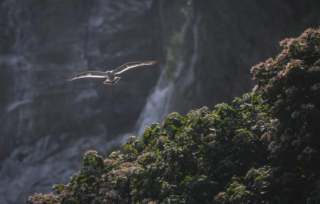 (260730) -- DALIAN, July 30, 2026 (Xinhua) -- A seagull flies over the Changshan Archipelago in Dalian, northeast China's Liaoning Province, July 29, 2026. On Monday, the 48th session of the UNESCO World Heritage Committee in Busan, the Republic of Korea, approved the boundary modification of the Migratory Bird Sanctuaries along the Coast of Yellow Sea-Bohai Gulf of China, officially incorporating the Changshan Archipelago into the World Heritage list.
  This marks another expansion of the World Natural Heritage site following its previous expansion in 2024, further improving the integrity of the migratory bird sanctuaries series, according to the National Forestry and Grassland Administration.
  The Changshan Archipelago in Dalian, northeast China's Liaoning Province, sits on the only sea route of the East Asian-Australasian Flyway, and it serves as a critical energy supply stop for tens of millions of migratory birds during their cross-Bohai Sea migration.
  The newly added heritage section covers more than 4,900 hectares. The region is rich in biological resources, with over 140 recorded bird species. (Xinhua/Pan Yulong)