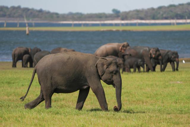 (260730) -- KAUDULLA, July 30, 2026 (Xinhua) -- Wild Asian elephants are seen at Kaudulla National Park in Kaudulla, Sri Lanka, July 29, 2026. Hundreds of Asian elephants gather at the national park during the annual dry season, creating one of Sri Lanka's most remarkable wildlife spectacles. (Photo by Thilina Kaluthotage/Xinhua)
