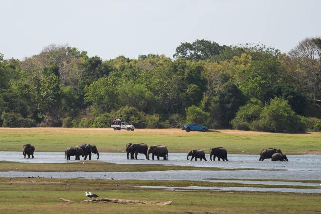 (260730) -- KAUDULLA, July 30, 2026 (Xinhua) -- Wild Asian elephants are seen at Kaudulla National Park in Kaudulla, Sri Lanka, July 29, 2026. Hundreds of Asian elephants gather at the national park during the annual dry season, creating one of Sri Lanka's most remarkable wildlife spectacles. (Photo by Thilina Kaluthotage/Xinhua)
