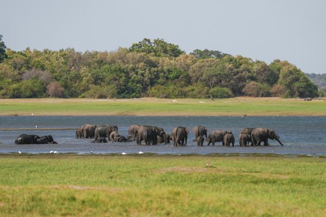 (260730) -- KAUDULLA, July 30, 2026 (Xinhua) -- Wild Asian elephants are seen at Kaudulla National Park in Kaudulla, Sri Lanka, July 29, 2026. Hundreds of Asian elephants gather at the national park during the annual dry season, creating one of Sri Lanka's most remarkable wildlife spectacles. (Photo by Thilina Kaluthotage/Xinhua)