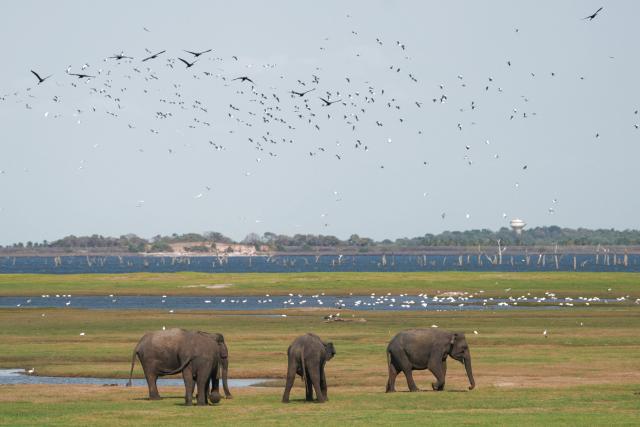 (260730) -- KAUDULLA, July 30, 2026 (Xinhua) -- Wild Asian elephants are seen at Kaudulla National Park in Kaudulla, Sri Lanka, July 29, 2026. Hundreds of Asian elephants gather at the national park during the annual dry season, creating one of Sri Lanka's most remarkable wildlife spectacles. (Photo by Thilina Kaluthotage/Xinhua)