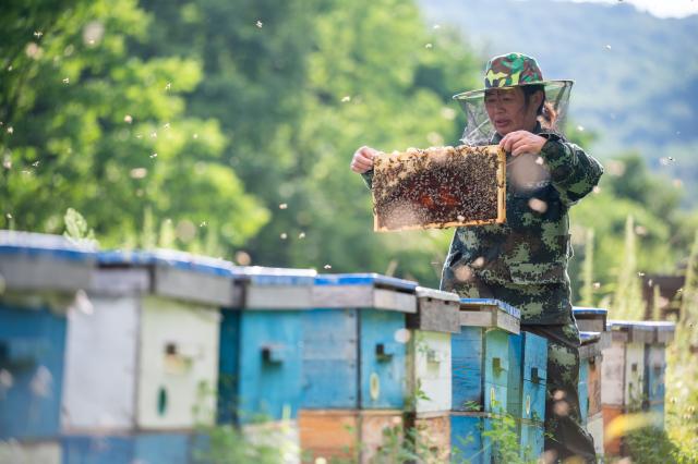 (260730) -- RAOHE, July 30, 2026 (Xinhua) -- Yue Yun checks honeybees at a honeybee farm at a national nature reserve in Raohe County of northeast China's Heilongjiang Province, July 29, 2026.
  Yue Yun, a villager in Shuangsheng Village of Raohe County in northeast China's Heilongjiang Province, has been doing the business of black honeybees for 33 years. 
  To expand the market of honey produced here, Raohe County in recent years has introduced leading enterprises, which set up cooperatives here and also offer technique training for honeybee farmers, to ensure the quality of honey products.
  By far, at the national nature reserve of northeast black honeybees, about 431 honeybee farms have been established and more than 1,300 related workers have been involved. (Photo by Zhang Chunlei/Xinhua)