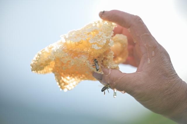 (260730) -- RAOHE, July 30, 2026 (Xinhua) -- Yue Yun checks the quality of honey by taking out part of a honeycomb at a honeybee farm at a national nature reserve in Raohe County of northeast China's Heilongjiang Province, July 29, 2026.
  Yue Yun, a villager in Shuangsheng Village of Raohe County in northeast China's Heilongjiang Province, has been doing the business of black honeybees for 33 years. 
  To expand the market of honey produced here, Raohe County in recent years has introduced leading enterprises, which set up cooperatives here and also offer technique training for honeybee farmers, to ensure the quality of honey products.
  By far, at the national nature reserve of northeast black honeybees, about 431 honeybee farms have been established and more than 1,300 related workers have been involved. (Photo by Zhang Chunlei/Xinhua)