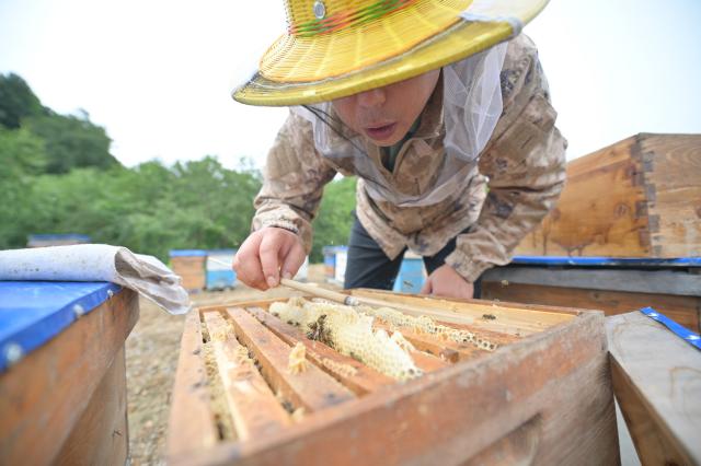 (260730) -- RAOHE, July 30, 2026 (Xinhua) -- A worker prepares to take the honeycomb at a honeybee farm at a national nature reserve in Raohe County of northeast China's Heilongjiang Province, July 30, 2026.
  Yue Yun, a villager in Shuangsheng Village of Raohe County in northeast China's Heilongjiang Province, has been doing the business of black honeybees for 33 years. 
  To expand the market of honey produced here, Raohe County in recent years has introduced leading enterprises, which set up cooperatives here and also offer technique training for honeybee farmers, to ensure the quality of honey products.
  By far, at the national nature reserve of northeast black honeybees, about 431 honeybee farms have been established and more than 1,300 related workers have been involved. (Photo by Zhang Chunlei/Xinhua)