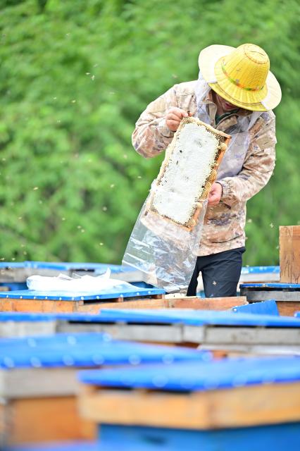 (260730) -- RAOHE, July 30, 2026 (Xinhua) -- A worker puts a honeycomb into a bag at a honeybee farm at a national nature reserve in Raohe County of northeast China's Heilongjiang Province, July 30, 2026.
  Yue Yun, a villager in Shuangsheng Village of Raohe County in northeast China's Heilongjiang Province, has been doing the business of black honeybees for 33 years. 
  To expand the market of honey produced here, Raohe County in recent years has introduced leading enterprises, which set up cooperatives here and also offer technique training for honeybee farmers, to ensure the quality of honey products.
  By far, at the national nature reserve of northeast black honeybees, about 431 honeybee farms have been established and more than 1,300 related workers have been involved. (Photo by Zhang Chunlei/Xinhua)