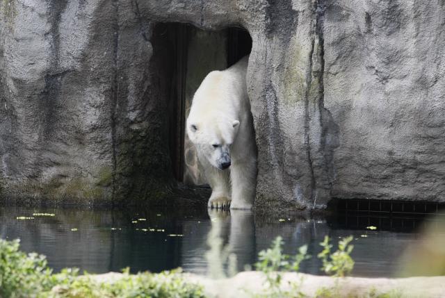 (260730) -- ROTTERDAM, July 30, 2026 (Xinhua) -- A polar bear stands in the cave in Rotterdam Zoo, the Netherlands, on July 30, 2026. (Xinhua/Shao Haijun)