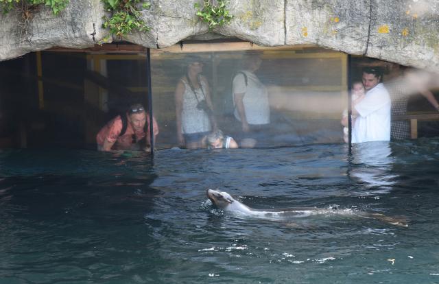 (260730) -- ROTTERDAM, July 30, 2026 (Xinhua) -- Visitors watch a sea lion swim in Rotterdam Zoo, the Netherlands, on July 30, 2026. (Xinhua/Shao Haijun)
