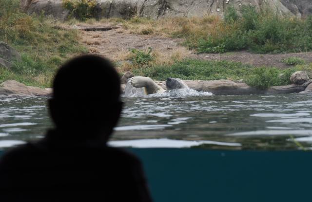 (260730) -- ROTTERDAM, July 30, 2026 (Xinhua) -- A polar bear swims in Rotterdam Zoo, the Netherlands, on July 30, 2026. (Xinhua/Shao Haijun)