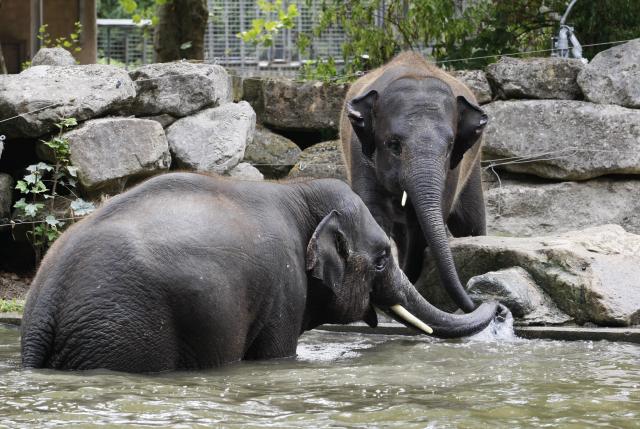 (260730) -- ROTTERDAM, July 30, 2026 (Xinhua) -- Two elephants drink water in Rotterdam Zoo, the Netherlands, on July 30, 2026. (Xinhua/Shao Haijun)