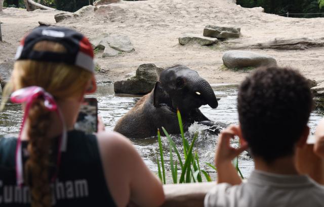 (260730) -- ROTTERDAM, July 30, 2026 (Xinhua) -- Visitors look at an elephant in Rotterdam Zoo, the Netherlands, on July 30, 2026. (Xinhua/Shao Haijun)