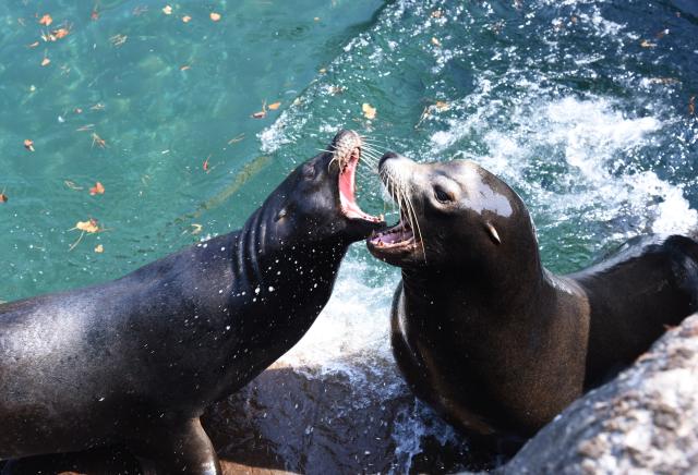 (260730) -- ROTTERDAM, July 30, 2026 (Xinhua) -- Two sea lions play in Rotterdam Zoo, the Netherlands, on July 30, 2026. (Xinhua/Shao Haijun)