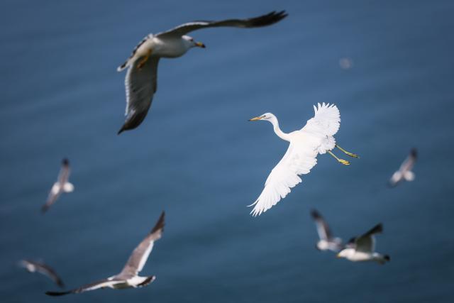 (260731) -- BEIJING, July 31, 2026 (Xinhua) -- A Chinese egret flies over the Changshan Archipelago in Dalian, northeast China's Liaoning Province, July 29, 2026. On Monday, the 48th session of the UNESCO World Heritage Committee in Busan, the Republic of Korea, approved the boundary modification of the Migratory Bird Sanctuaries along the Coast of Yellow Sea-Bohai Gulf of China, officially incorporating the Changshan Archipelago into the World Heritage list. (Xinhua/Pan Yulong)