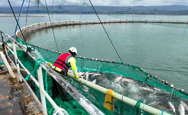 (260731) -- XINING, July 31, 2026 (Xinhua) -- A staff member of Longyang Fresh (Qinghai) Co., Ltd. harvests fish at an aquaculture area in Longyangxia of northwest China's Qinghai Province on July 16, 2026. (Xinhua/Wang Yan)
