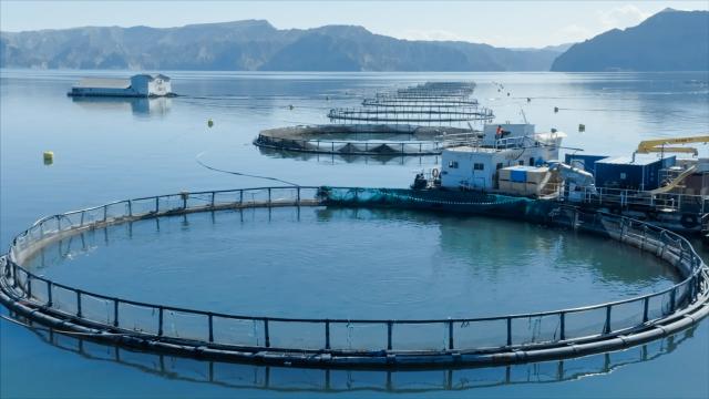 (260731) -- XINING, July 31, 2026 (Xinhua) -- An undated drone photo shows aquaculture cages and fish processing platforms of Longyang Fresh (Qinghai) Co., Ltd. in Longyangxia of northwest China's Qinghai Province. (Xinhua)