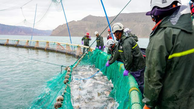 (260731) -- XINING, July 31, 2026 (Xinhua) -- Staff members of Longyang Fresh (Qinghai) Co., Ltd. harvest fish at an aquaculture area in Longyangxia of northwest China's Qinghai Province on July 16, 2026. (Xinhua/Wang Yan)