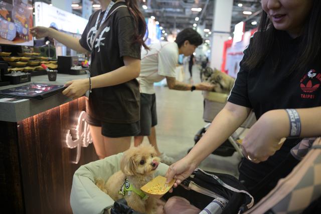 (260731) -- SINGAPORE, July 31, 2026 (Xinhua) -- People and their pet dogs attend the Singapore Pet Festival 2026 in Singapore on July 31, 2026. (Xinhua/Then Chih Wey)