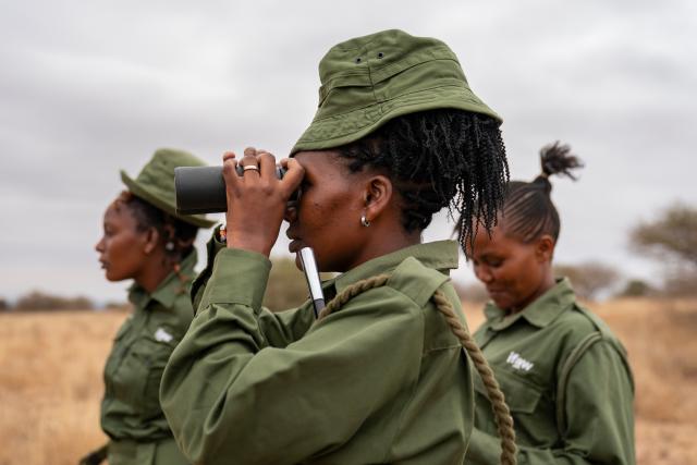 (260731) -- NAIROBI, July 31, 2026 (Xinhua) -- Purity Lakara (C), a team leader of Team Lioness, uses a telescope during a patrol at Ole Narika conservancy in Kajiado County, Kenya, July 22, 2026. World Ranger Day is observed on July 31 annually to commemorate rangers killed or injured in the line of duty and to celebrate the work rangers do to protect the world's natural and cultural heritage.
   Founded in 2019 in Kenya, Team Lioness is an all-female community ranger unit operating in Ole Narika conservancy, a corridor which connects Amboseli National Park with the Tsavo ecosystem and serves as a vital migratory route for elephants and other wildlife that would otherwise face increasing pressure from human encroachment. The team regularly patrols up to 400 km a month on foot, monitoring wildlife movements, tracking species using GPS technology and curbing the illegal extraction of natural resources, including excessive firewood collection. 
   Also in 2019, a female rangers team was established in Northeast China Tiger and Leopard National Park in Dongning, northeast China's Heilongjiang Province. Over the past seven years, the team has been engaged in activities including routine inspections to remove traps, maintenance of monitoring equipment, wildlife rescue, and public education on wildlife protection.
   From African savannas to Chinese forests, every step taken by rangers connects us in a shared pledge to protect the wild. (Xinhua/Xie Jianfei)