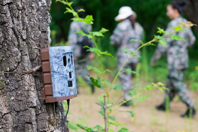 (260731) -- HARBIN, July 31, 2026 (Xinhua) -- Female rangers patrol in Northeast China Tiger and Leopard National Park in Dongning, northeast China's Heilongjiang Province, July 23, 2026. World Ranger Day is observed on July 31 annually to commemorate rangers killed or injured in the line of duty and to celebrate the work rangers do to protect the world's natural and cultural heritage.
   Founded in 2019 in Kenya, Team Lioness is an all-female community ranger unit operating in Ole Narika conservancy, a corridor which connects Amboseli National Park with the Tsavo ecosystem and serves as a vital migratory route for elephants and other wildlife that would otherwise face increasing pressure from human encroachment. The team regularly patrols up to 400 km a month on foot, monitoring wildlife movements, tracking species using GPS technology and curbing the illegal extraction of natural resources, including excessive firewood collection. 
   Also in 2019, a female rangers team was established in Northeast China Tiger and Leopard National Park in Dongning, northeast China's Heilongjiang Province. Over the past seven years, the team has been engaged in activities including routine inspections to remove traps, maintenance of monitoring equipment, wildlife rescue, and public education on wildlife protection.
   From African savannas to Chinese forests, every step taken by rangers connects us in a shared pledge to protect the wild. (Xinhua/Zhang Tao)