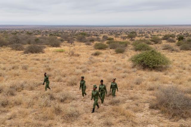(260731) -- NAIROBI, July 31, 2026 (Xinhua) -- An aerial drone photo taken on July 22, 2026 shows members of Team Lioness patrolling at Ole Narika conservancy in Kajiado County, in Kenya. World Ranger Day is observed on July 31 annually to commemorate rangers killed or injured in the line of duty and to celebrate the work rangers do to protect the world's natural and cultural heritage.
   Founded in 2019 in Kenya, Team Lioness is an all-female community ranger unit operating in Ole Narika conservancy, a corridor which connects Amboseli National Park with the Tsavo ecosystem and serves as a vital migratory route for elephants and other wildlife that would otherwise face increasing pressure from human encroachment. The team regularly patrols up to 400 km a month on foot, monitoring wildlife movements, tracking species using GPS technology and curbing the illegal extraction of natural resources, including excessive firewood collection. 
   Also in 2019, a female rangers team was established in Northeast China Tiger and Leopard National Park in Dongning, northeast China's Heilongjiang Province. Over the past seven years, the team has been engaged in activities including routine inspections to remove traps, maintenance of monitoring equipment, wildlife rescue, and public education on wildlife protection.
   From African savannas to Chinese forests, every step taken by rangers connects us in a shared pledge to protect the wild. (Xinhua/Xie Jianfei)