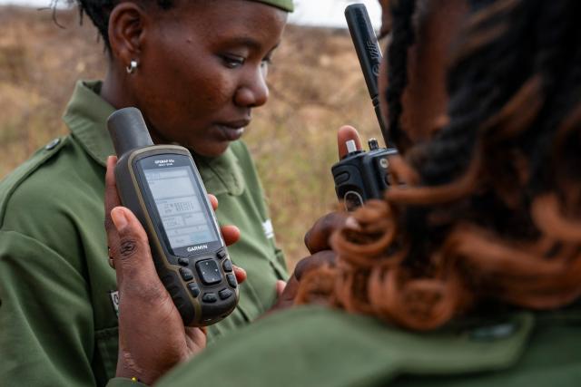 (260731) -- NAIROBI, July 31, 2026 (Xinhua) -- Members of Team Lioness record the location of wild animals at Ole Narika conservancy in Kajiado County, Kenya, July 22, 2026. World Ranger Day is observed on July 31 annually to commemorate rangers killed or injured in the line of duty and to celebrate the work rangers do to protect the world's natural and cultural heritage.
   Founded in 2019 in Kenya, Team Lioness is an all-female community ranger unit operating in Ole Narika conservancy, a corridor which connects Amboseli National Park with the Tsavo ecosystem and serves as a vital migratory route for elephants and other wildlife that would otherwise face increasing pressure from human encroachment. The team regularly patrols up to 400 km a month on foot, monitoring wildlife movements, tracking species using GPS technology and curbing the illegal extraction of natural resources, including excessive firewood collection. 
   Also in 2019, a female rangers team was established in Northeast China Tiger and Leopard National Park in Dongning, northeast China's Heilongjiang Province. Over the past seven years, the team has been engaged in activities including routine inspections to remove traps, maintenance of monitoring equipment, wildlife rescue, and public education on wildlife protection.
   From African savannas to Chinese forests, every step taken by rangers connects us in a shared pledge to protect the wild. (Xinhua/Xie Jianfei)