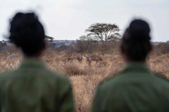 (260731) -- NAIROBI, July 31, 2026 (Xinhua) -- Members of Team Lioness watch zebras during a patrol at Ole Narika conservancy in Kajiado County, Kenya, July 22, 2026. World Ranger Day is observed on July 31 annually to commemorate rangers killed or injured in the line of duty and to celebrate the work rangers do to protect the world's natural and cultural heritage.
   Founded in 2019 in Kenya, Team Lioness is an all-female community ranger unit operating in Ole Narika conservancy, a corridor which connects Amboseli National Park with the Tsavo ecosystem and serves as a vital migratory route for elephants and other wildlife that would otherwise face increasing pressure from human encroachment. The team regularly patrols up to 400 km a month on foot, monitoring wildlife movements, tracking species using GPS technology and curbing the illegal extraction of natural resources, including excessive firewood collection. 
   Also in 2019, a female rangers team was established in Northeast China Tiger and Leopard National Park in Dongning, northeast China's Heilongjiang Province. Over the past seven years, the team has been engaged in activities including routine inspections to remove traps, maintenance of monitoring equipment, wildlife rescue, and public education on wildlife protection.
   From African savannas to Chinese forests, every step taken by rangers connects us in a shared pledge to protect the wild. (Xinhua/Xie Jianfei)