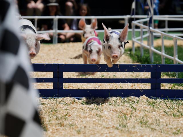 (260803) -- BEIJING, Aug. 3, 2026 (Xinhua) -- Pigs leap over a hurdle during a pig-racing competition at the Orange County Fair in Costa Mesa, California, the United States, Aug. 1, 2026. (Photo by Qiu Chen/Xinhua)