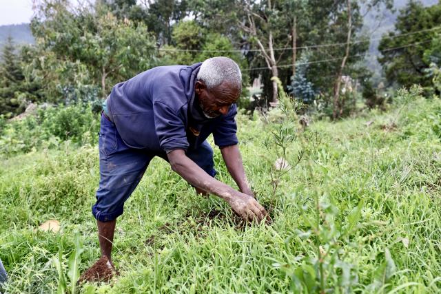 (260803) -- ADDIS ABABA, Aug. 3, 2026 (Xinhua) -- A man takes part in a nationwide tree-planting campaign as part of the country's flagship Green Legacy Initiative in Addis Ababa, the capital of Ethiopia, Aug. 3, 2026. Millions of Ethiopians and foreign nationals in the country took part in a nationwide tree-planting campaign on Monday, aiming to plant a record-breaking 800 million tree seedlings in a single day as part of the national reforestation drive. The nationwide event is part of the country's flagship Green Legacy Initiative, launched by Prime Minister Abiy Ahmed in 2019. As part of this year's edition of the initiative, the East African country aims to plant a total of more than 8 billion seedlings in the rainy season. (Xinhua/Geng Xinning)