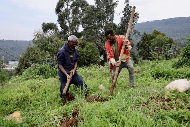 (260803) -- ADDIS ABABA, Aug. 3, 2026 (Xinhua) -- People take part in a nationwide tree-planting campaign as part of the country's flagship Green Legacy Initiative in Addis Ababa, the capital of Ethiopia, Aug. 3, 2026. Millions of Ethiopians and foreign nationals in the country took part in a nationwide tree-planting campaign on Monday, aiming to plant a record-breaking 800 million tree seedlings in a single day as part of the national reforestation drive. The nationwide event is part of the country's flagship Green Legacy Initiative, launched by Prime Minister Abiy Ahmed in 2019. As part of this year's edition of the initiative, the East African country aims to plant a total of more than 8 billion seedlings in the rainy season. (Xinhua/Geng Xinning)