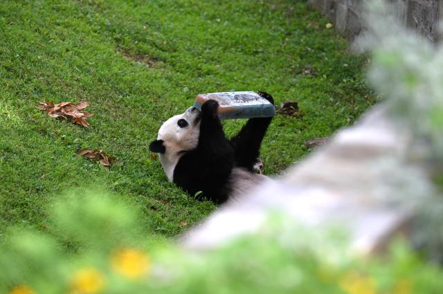 (260804) -- WASHINGTON, Aug. 4, 2026 (Xinhua) -- Giant panda Bao Li eats his birthday cake during celebrations marking his fifth birthday at the Smithsonian's National Zoo in Washington, D.C., the United States, on Aug. 4, 2026. (Xinhua/Li Rui)
