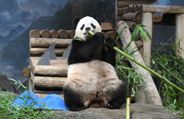 (260804) -- WASHINGTON, Aug. 4, 2026 (Xinhua) -- Giant panda Bao Li eats bamboo during celebrations marking his fifth birthday at the Smithsonian's National Zoo in Washington, D.C., the United States, on Aug. 4, 2026. (Xinhua/Li Rui)